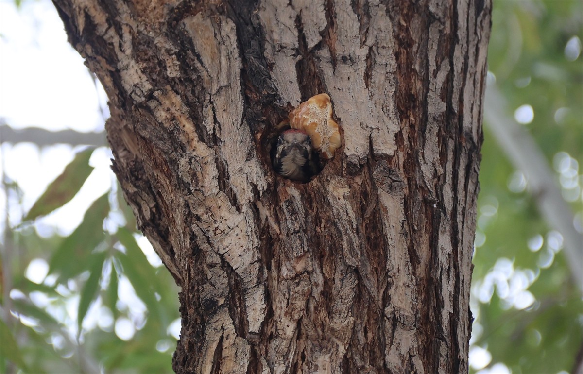 Iğdır İl Özel İdaresi bahçesindeki bir ağacın kovuğuna yuva yapan alaca ağaçkakan yavrusu, kurum...
