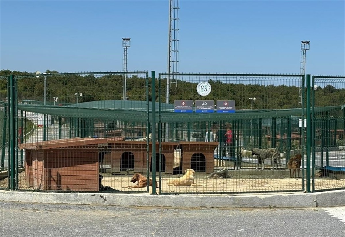  İstanbul Valiliğinin, mevzuat çerçevesinde sahipsiz hayvanların toplatılması yönündeki...