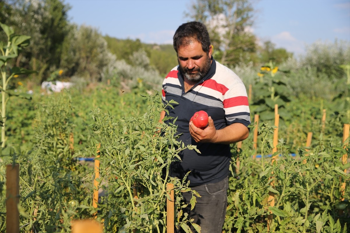 Karabük'ün Safranbolu ilçesinde yetiştirilen coğrafi işaret tescilli maniye domatesinde hasada...