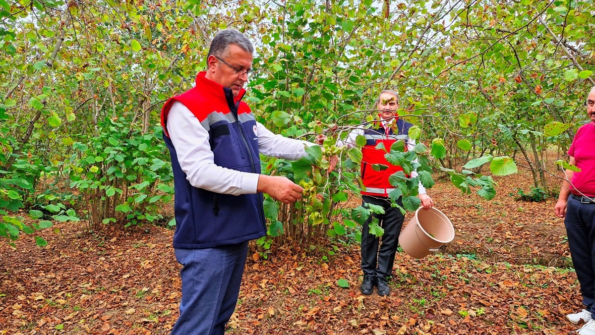 Karadeniz Bölgesi'nin en önemli tarımsal üretimi olan fındıkta hasat devam ediyor. Samsun Tarım ve...