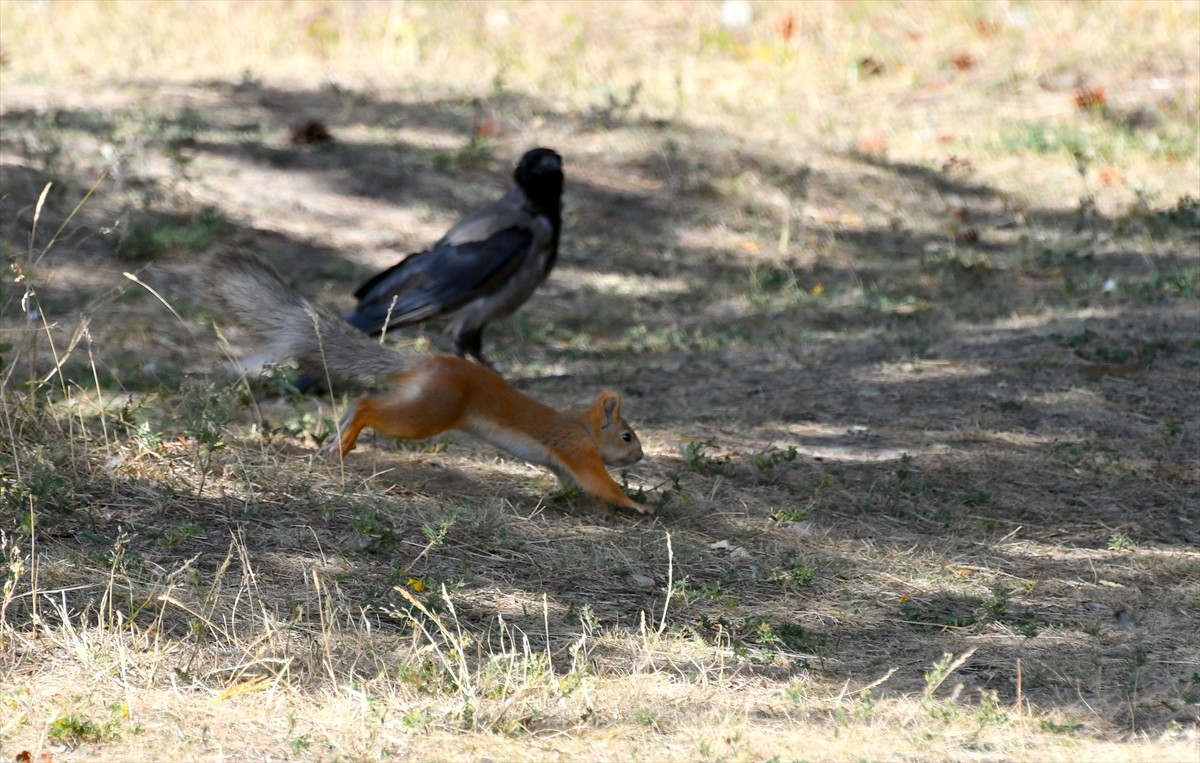 Kars'ın Sarıkamış ilçesi İnönü Mahallesi'ndeki Harun Hayali Millet Bahçesi'nde kızıl sincapların...