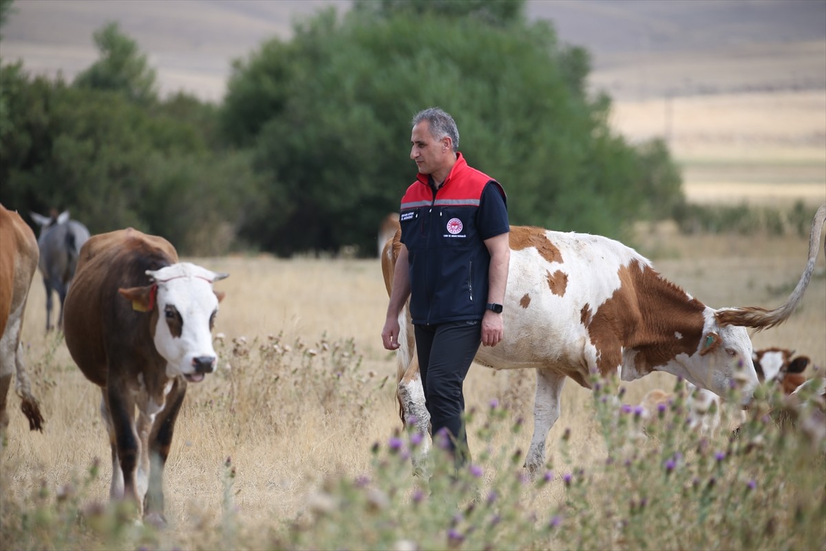 Kars Tarım ve Orman Müdürü Enver Aydın, SAT-1 tip şap hastalığının seyrine ilişkin açıklamalarda...