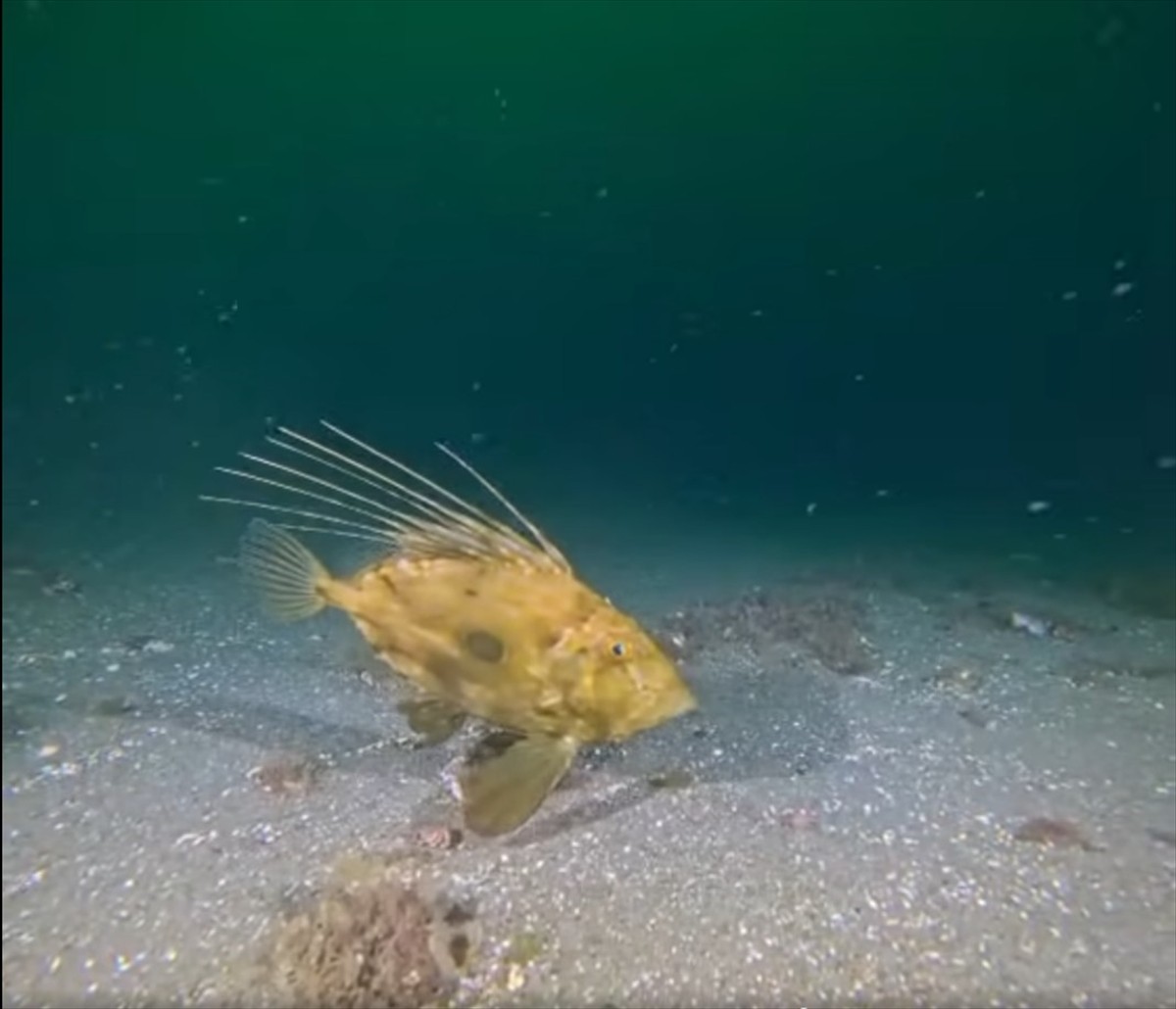 Kocaeli Büyükşehir Belediyesince İzmit Körfezi’nde yürütülen dip çamuru temizliği sayesinde balık...