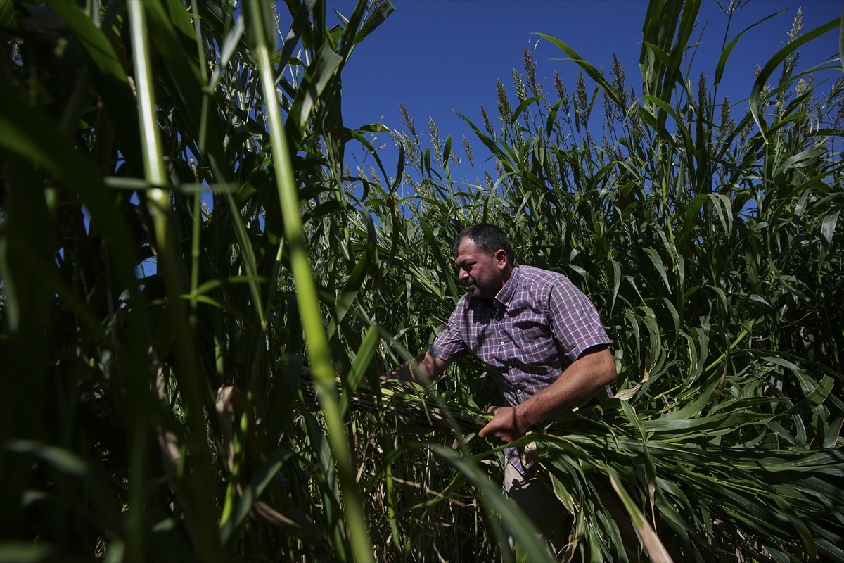 Kuraklık nedeniyle İzmir'de tarımsal sulama kaynaklarının azalması besicileri de etkiliyor....