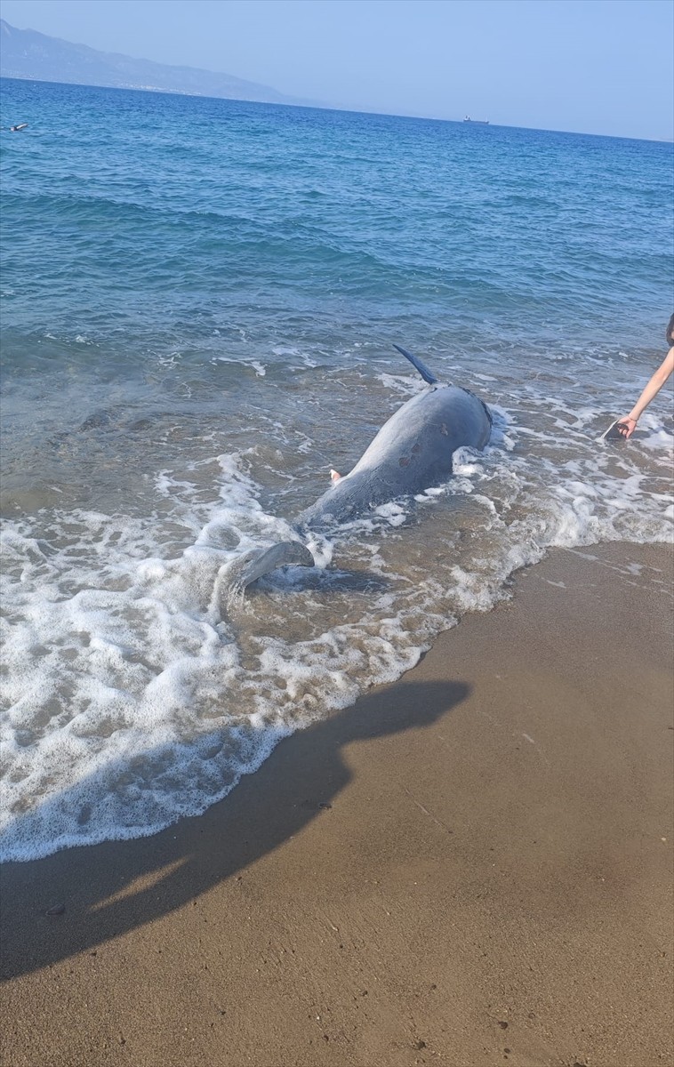 Muğla'nın Bodrum ilçesinde sahilde ölü yunus bulundu.