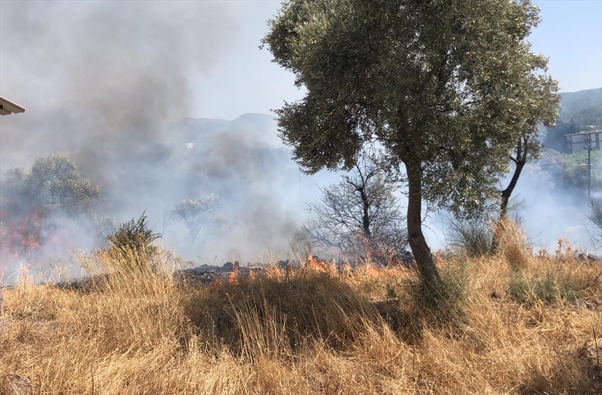 Muğla'nın Bodrum ilçesinde zeytinlik ve otluk alanda çıkan yangın söndürüldü.