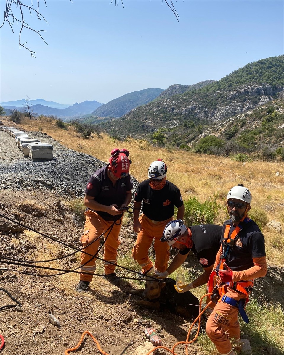 Muğla'nın Datça ilçesinde kuyuya düşen köpek gönüllülerce kurtarıldı.