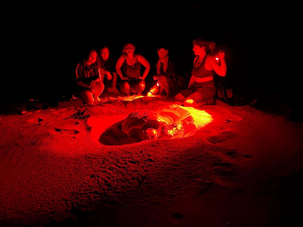 Muğla'nın Ortaca ilçesindeki İztuzu Kumsalı'nda yumurtadan çıkan caretta caretta yavrularının...