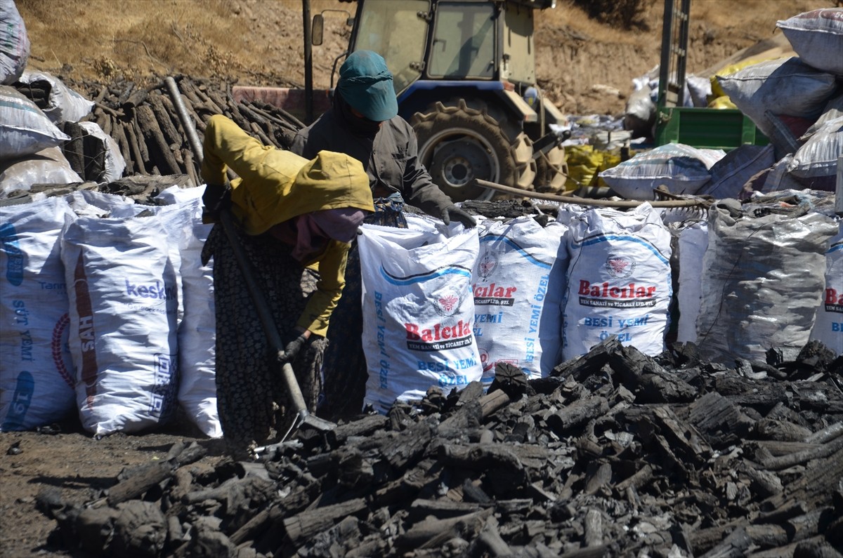 Muş'ta mangal kömürü üreten işçiler, bunaltıcı sıcakta ateş karşısında alın teri döküyor....