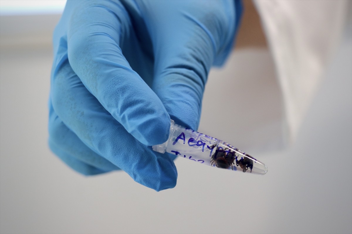 Ondokuz Mayıs Üniversitesi (OMÜ) Veteriner Fakültesinde yürütülen çalışma ile kenelerin hangi...