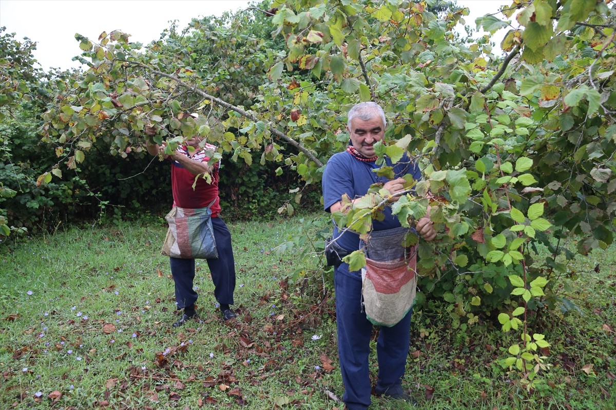 Ordu'nun sahil kesimindeki fındık üreticileri, 4 Ağustos olarak belirlenen hasat dönemi için...