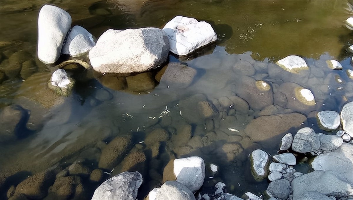  Samsun'un Salıpazarı ilçesinde yaşanan balık ölümleri üzerine Yeşil deresinden numune...