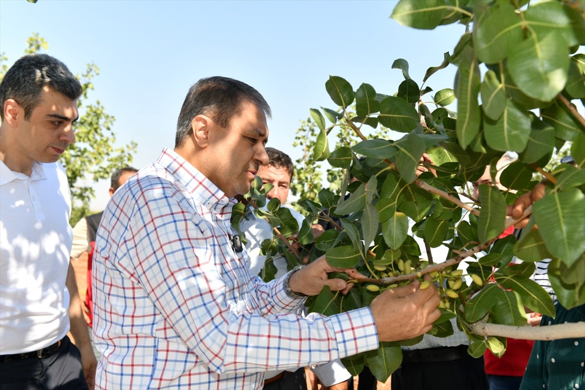 Şanlıurfa Valisi Hasan Şıldak, Türkiye'nin en çok Antep fıstığı üretiminin yapıldığı kentte fıstık...