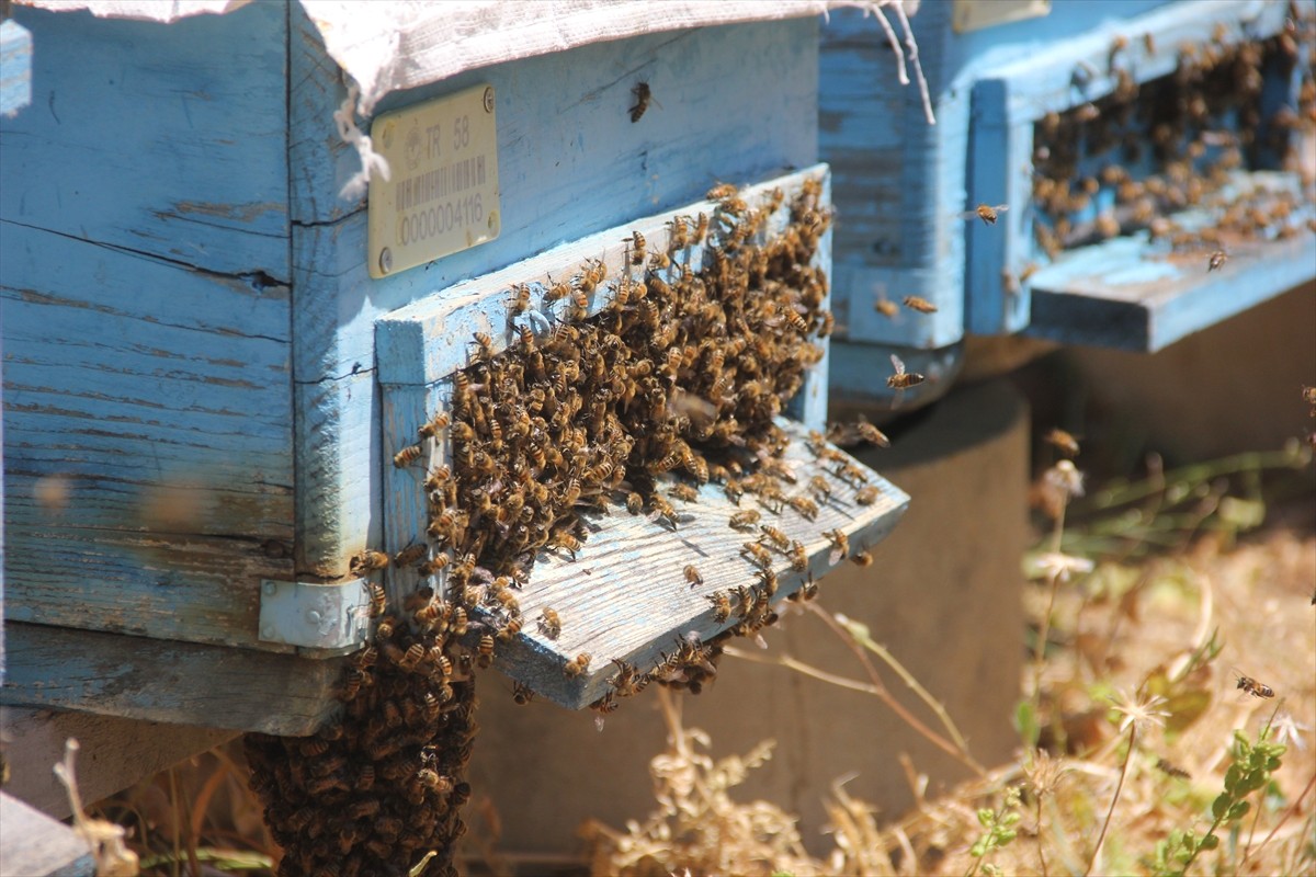 Sivas'ta coğrafi işaret tescilli "Zara balı"nda aşırı sıcaklar nedeniyle erken başlayan bal...