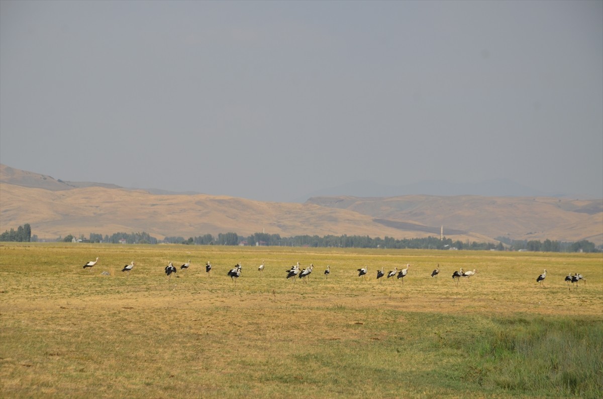 Şubat ayının son haftasında gelmeye başladıkları Muş Ovası'nda yavrularını büyüten leylekler göçe...