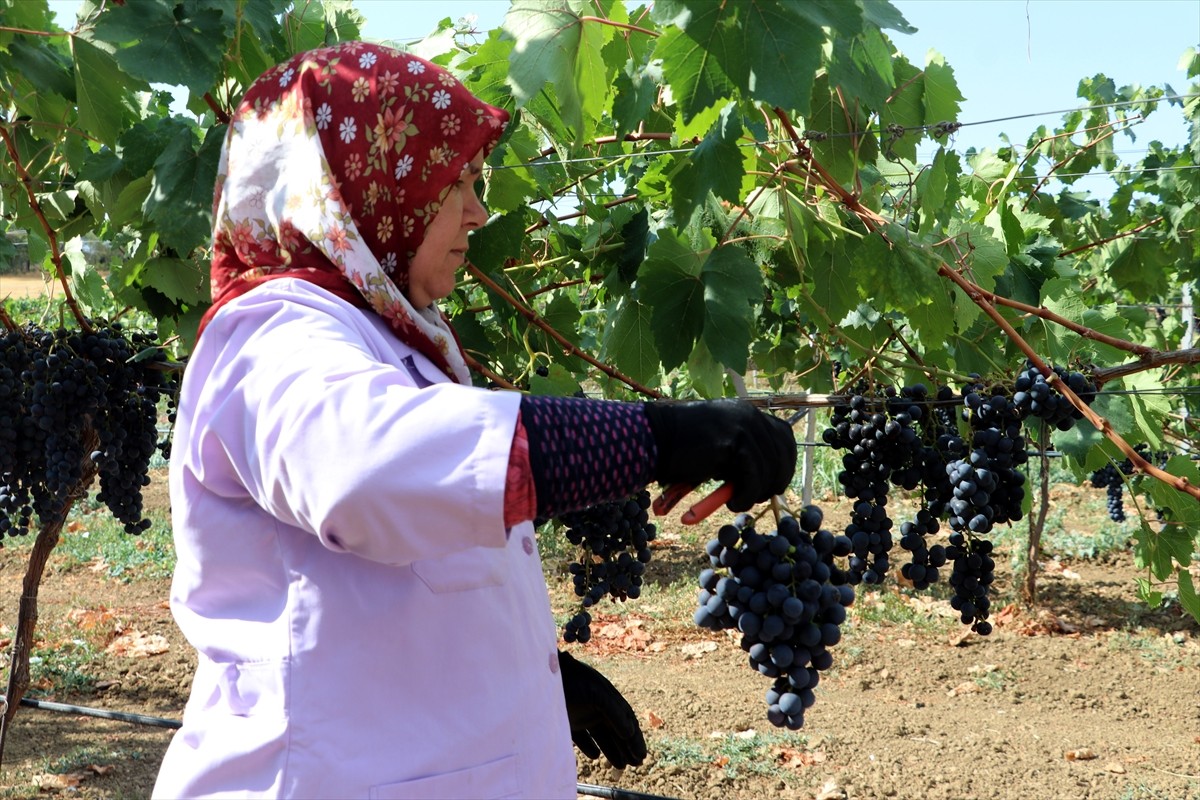 Tekirdağ Bağcılık Araştırma Enstitüsünde, Türkiye'nin en erkenci üzümü olarak bilinen "Trakya...