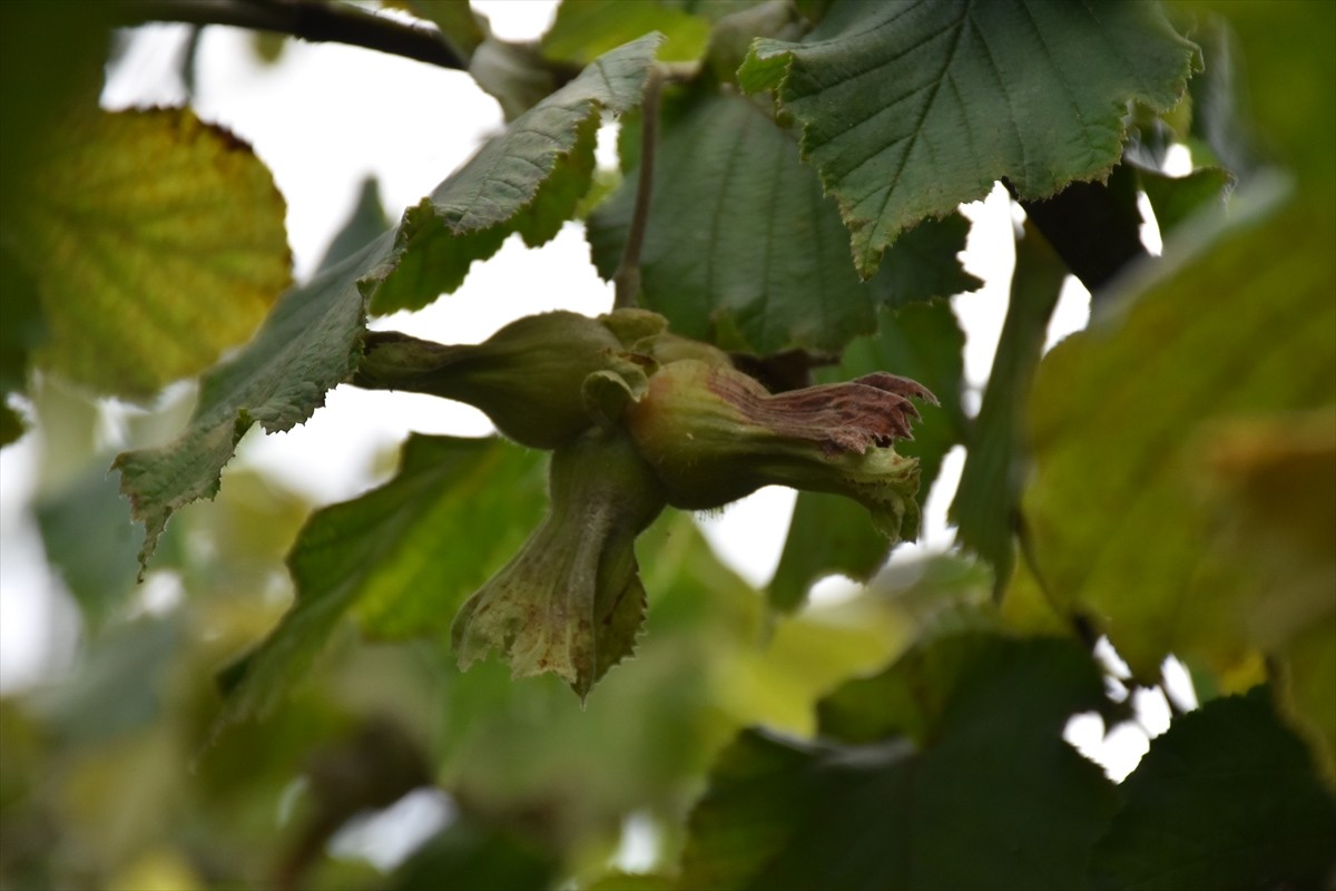Trabzon'da, "Dünya Fındık Haftası" etkinlikleri kapsamında Fındık Hasat Şenliği organize...