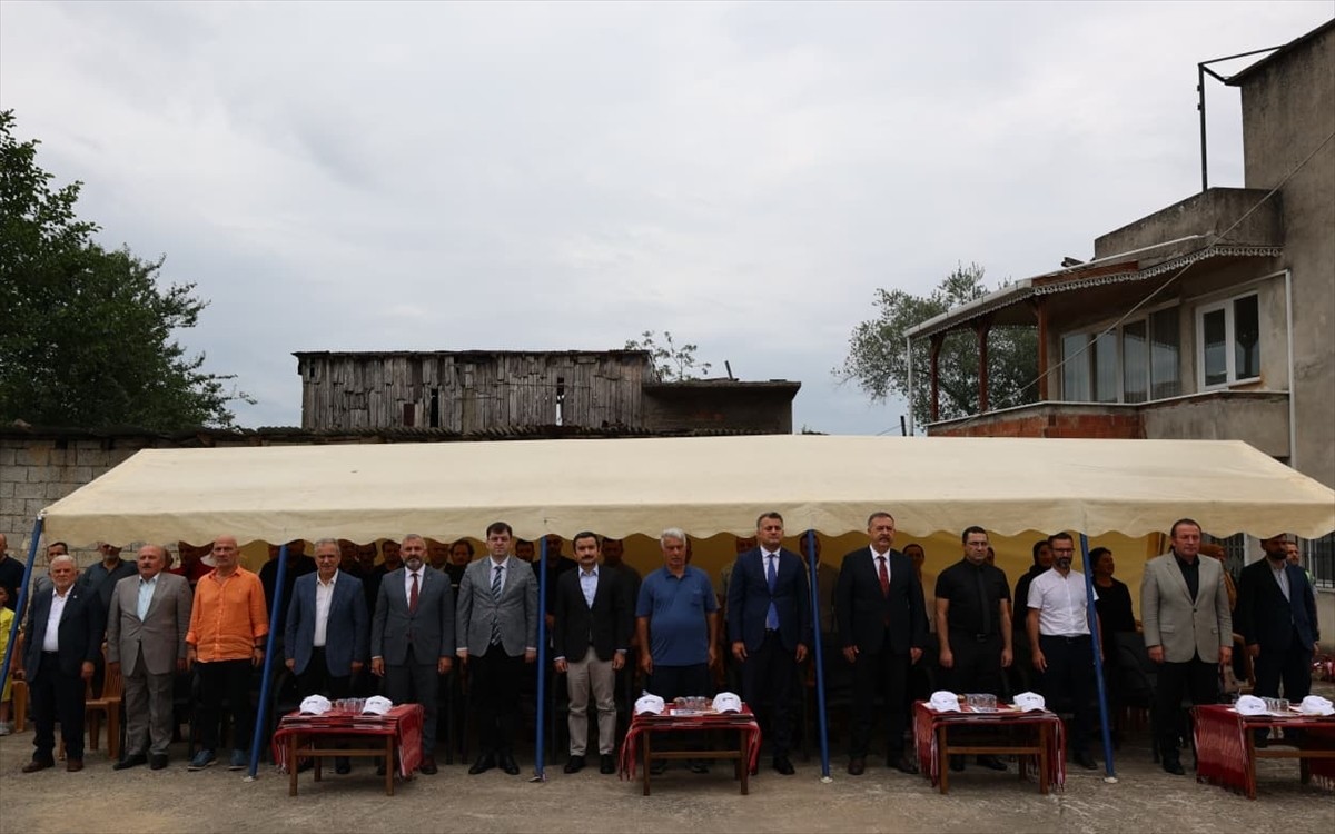 Trabzon'un Arsin ilçesinde yetiştirilen coğrafi işaret tescilli "Arsin Foşa fındığı" hasadı...