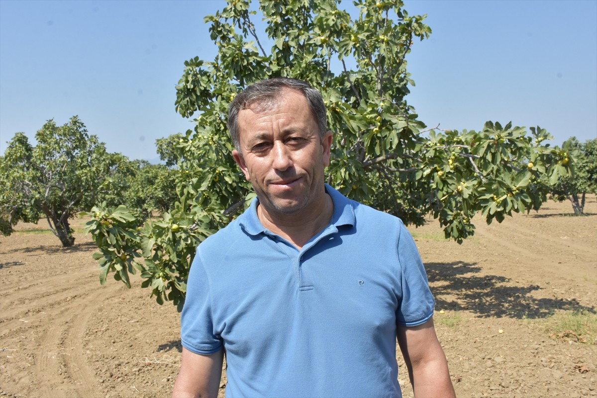 Türkiye'de kuru incir üretiminin en önemli merkezi Aydın'da, sezonun ilk ürünü, Germencik Tariş...