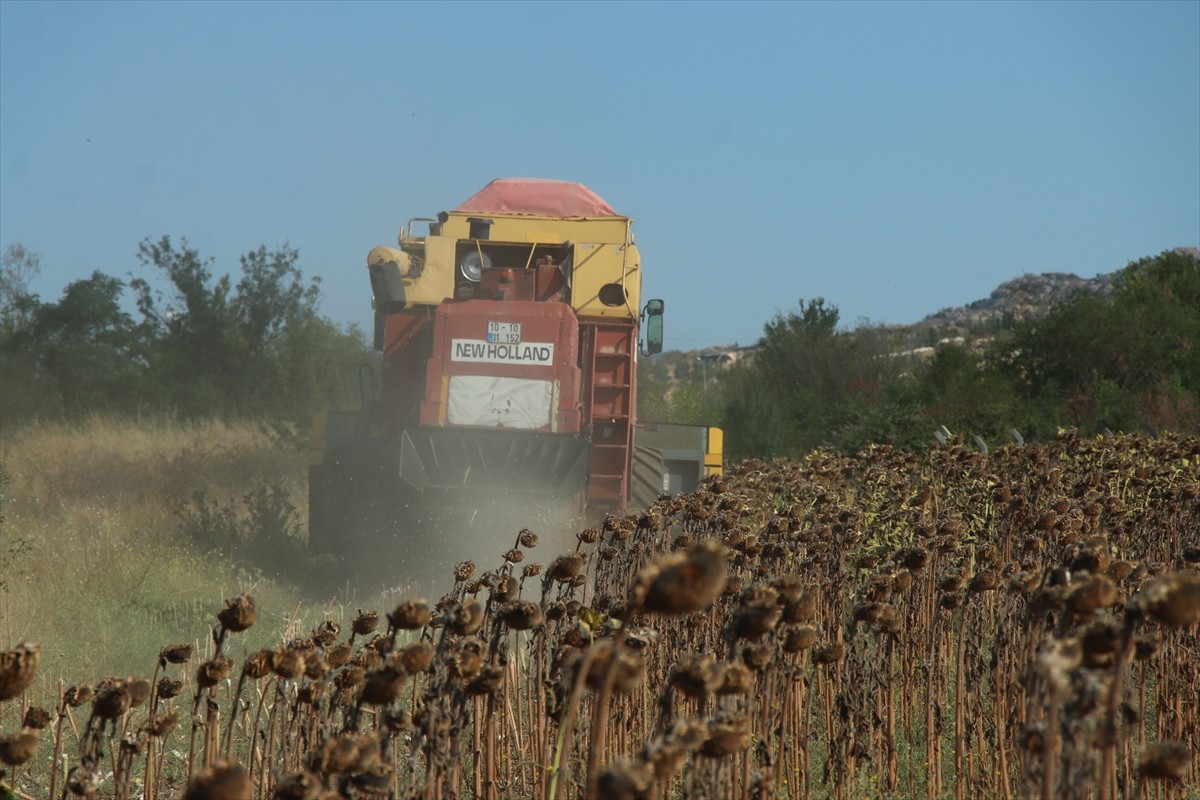 Türkiye'nin önemli ayçiçeği üretim merkezlerinden biri olan Kırklareli'nde çiftçiler, ayçiçeği...