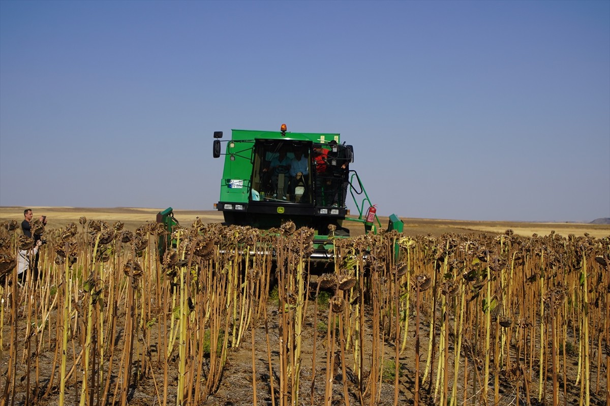 Türkiye'nin önemli ayçiçeği üretim merkezlerinden Edirne'de kuraklığa karşı dayanıklılığını ölçmek...