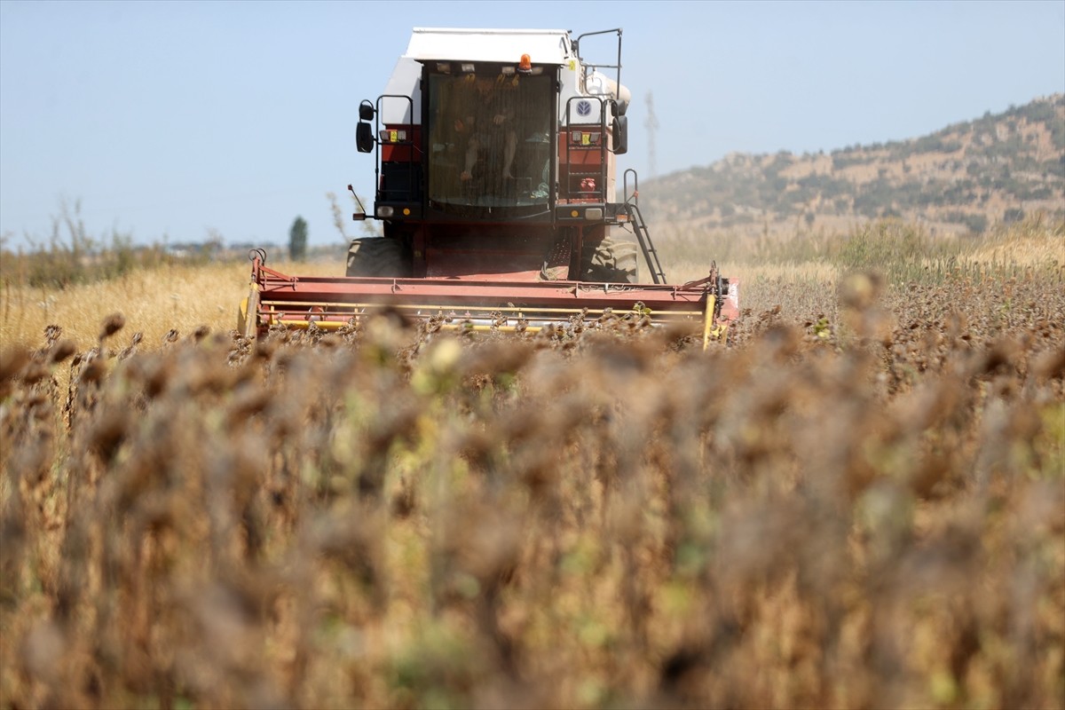 Türkiye'nin önemli ayçiçeği üretim merkezlerinden Trakya'da, ayçiçeği hasadı son yıllarda aşırı...