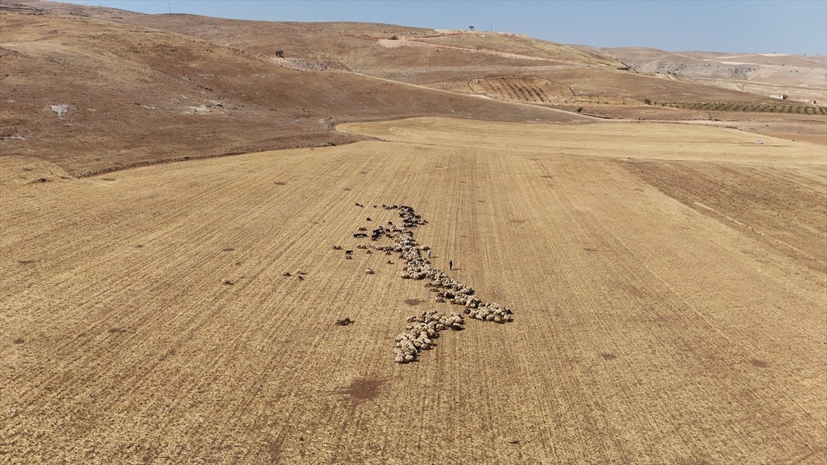 Türkiye'nin önemli tarım merkezlerinden Batman'da üretilen buğday ve arpanın hasadı sonrası...