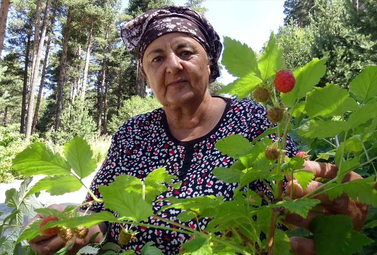 Türkiye'nin yüksek yerleşim yerlerinden olan Kars'ın Sarıkamış ilçesinde, doğal yetişen ve yöre...
