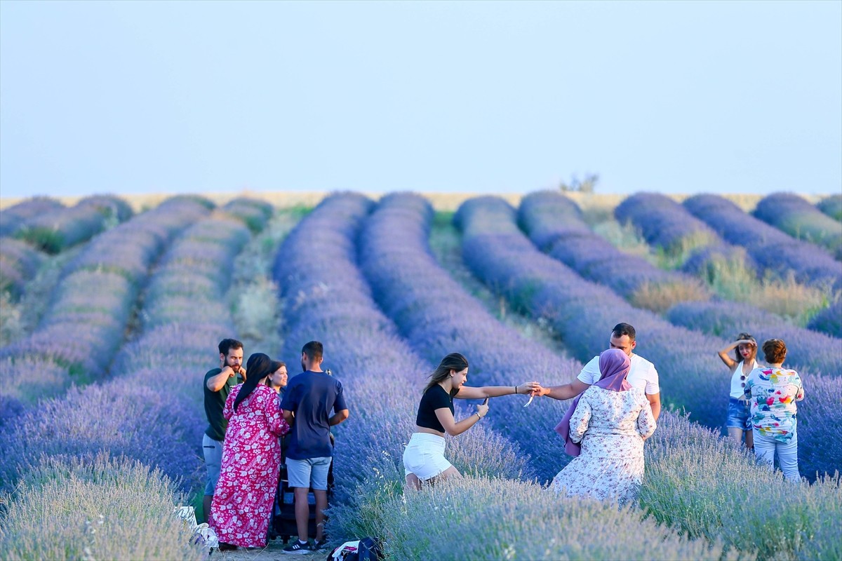 Uşak'ta 2018 yılında devletin fide desteğiyle 55 dekarlık bahçede başlayan lavanta üretimi...