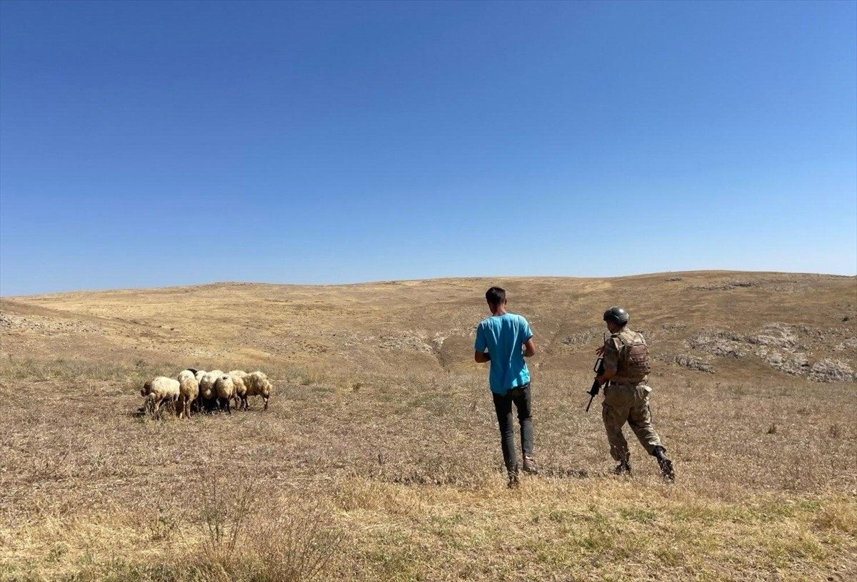 Van'ın Erciş ilçesinde kırsalda otlatılırken kaybolan koyunlar jandarma ekiplerinin dronla yaptığı...