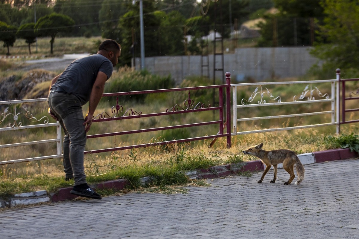 Van'ın Erciş ilçesindeki polis lokali çalışanları, her gün akşama doğru lokale gelen tilkiyi...