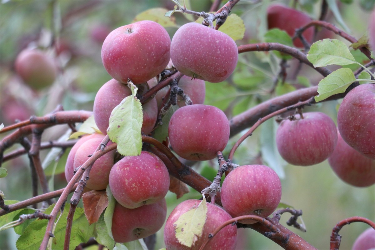Ağrı'nın Doğubayazıt ilçesinde 5 bin 137 metrelik yüksekliğiyle yurdun en yüksek noktası olan Ağrı...