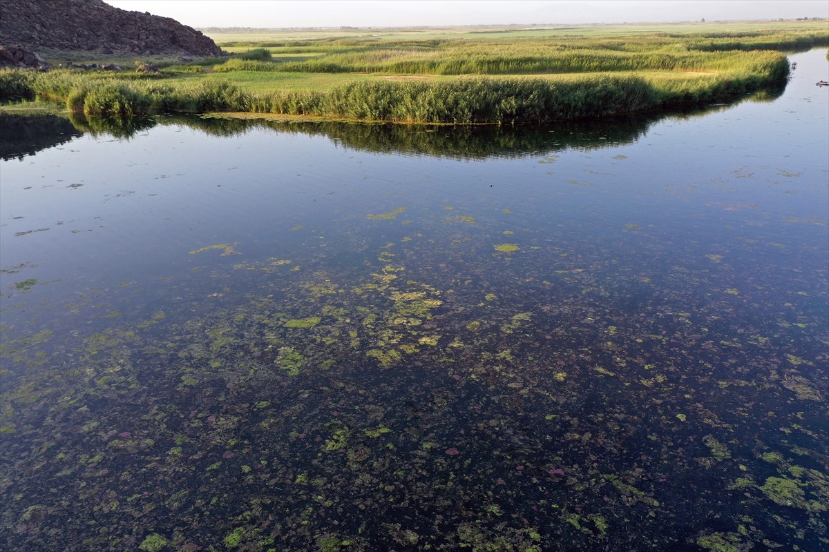 Ağrı Dağı eteklerinde bulunan ve 200'ün üzerinde kuş türüne ev sahipliği yapan Karasu Sulak Alanı...