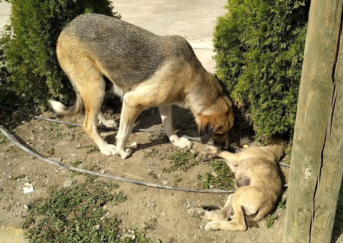 Amasya'da sahipsiz bir köpek, araç çarpması sonucu yaralanan yavrusunun başından ayrılmadı.