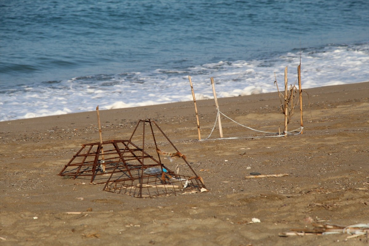 Antalya'nın Alanya ilçesinde yuvalarından çıkan caretta caretta yavrularının denizle buluşma...