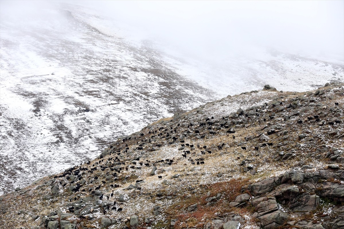Ardahan'da meralarda otlamaya bırakılan küçükbaş hayvan sürüleri, eylülde yağan kar ile zor anlar...
