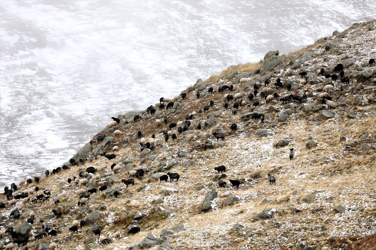 Ardahan'da meralarda otlamaya bırakılan küçükbaş hayvan sürüleri, eylülde yağan kar ile zor anlar...