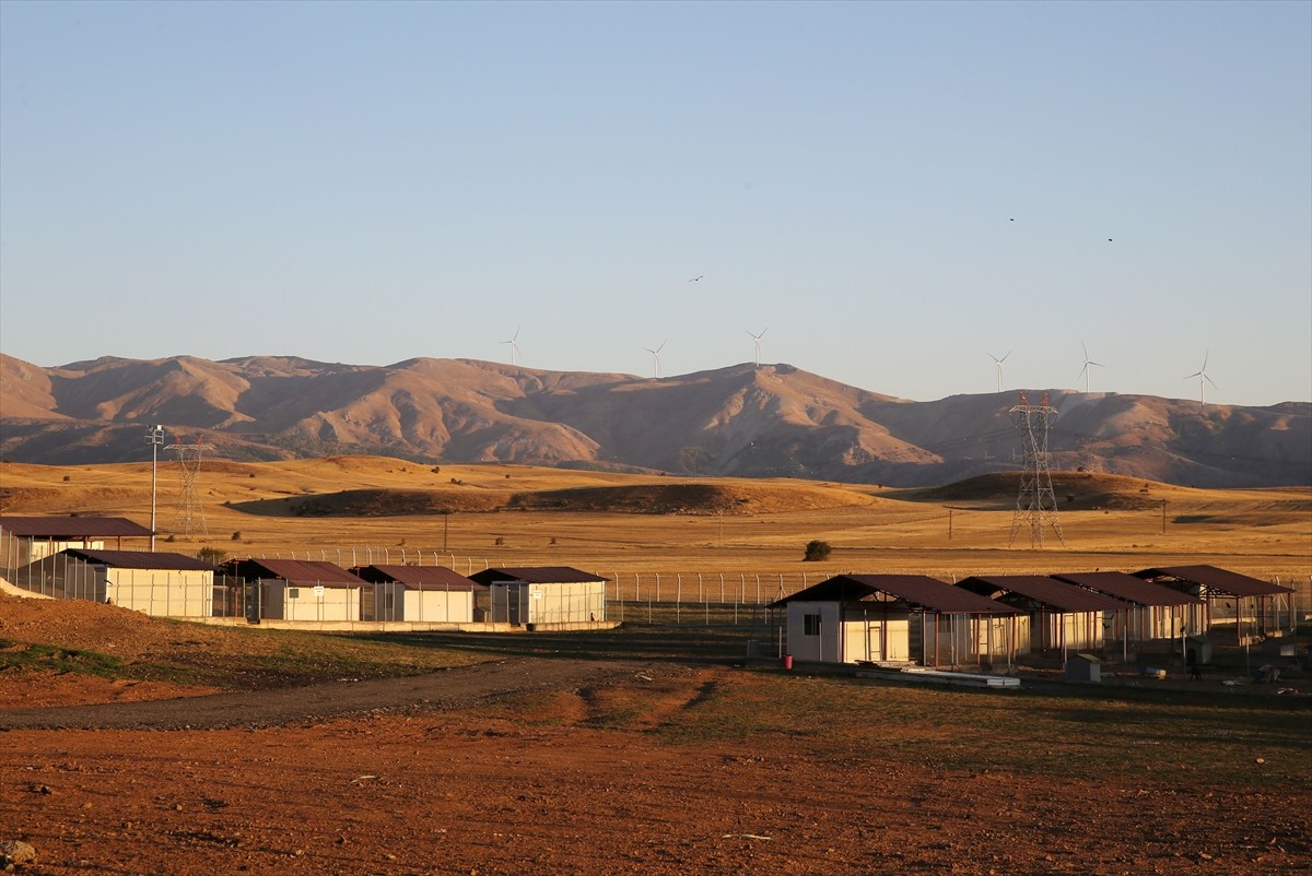 Bitlis'te 59 dönüm alanda sahipsiz sokak hayvanları için Geçici Bakımevi ve Doğal Yaşam Alanı...