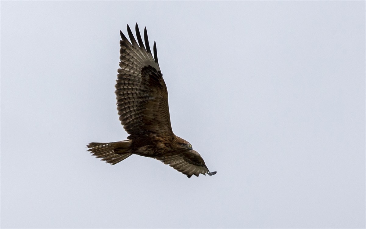  Bolu'nun Gölköy Barajı çevresinde rüzgarlı havada avlanmaya çalışan bir şahin...