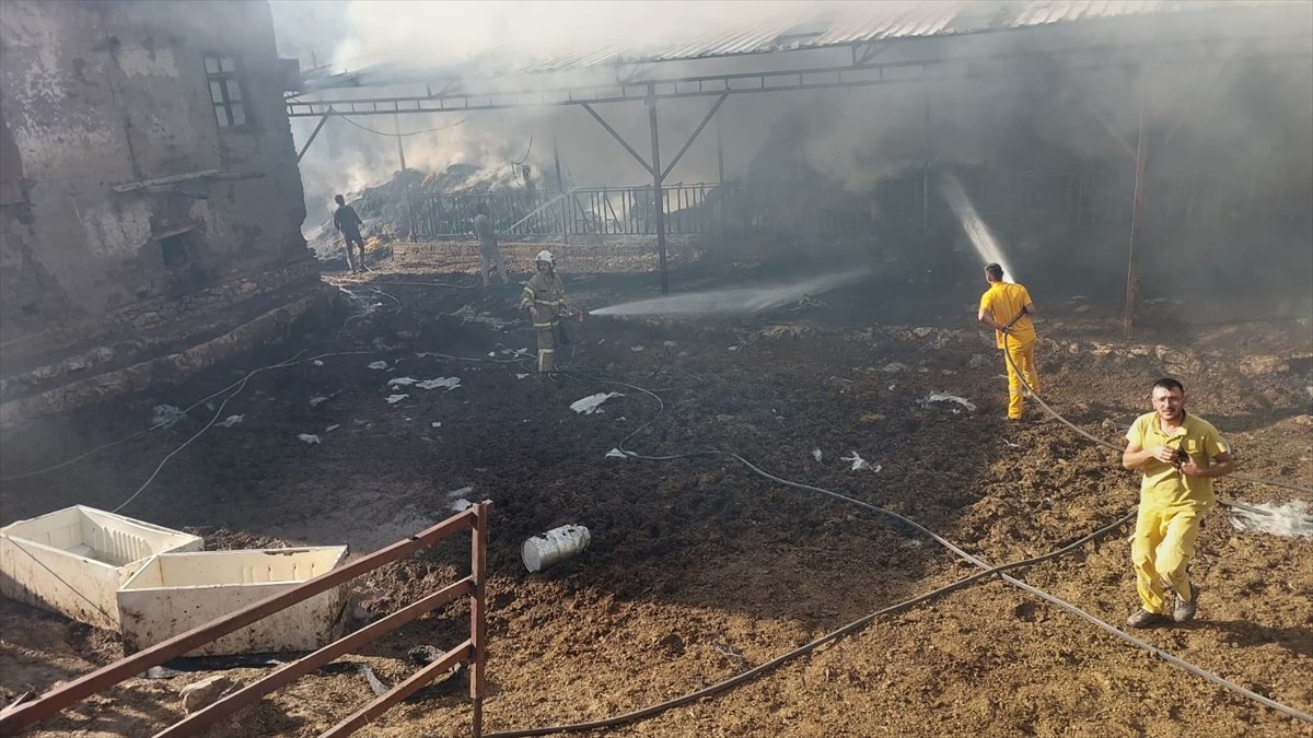 Burdur'un Yeşilova ilçesinde çıkan yangında 2 inek ve 2 buzağı telef oldu. Yangın, ekiplerin...