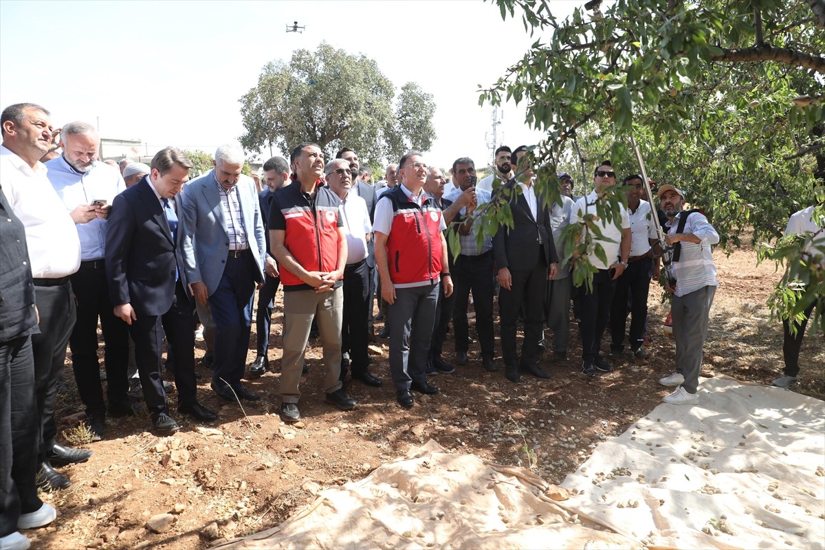 Diyarbakır'ın Eğil ilçesinde badem hasadı etkinliği gerçekleştirildi.