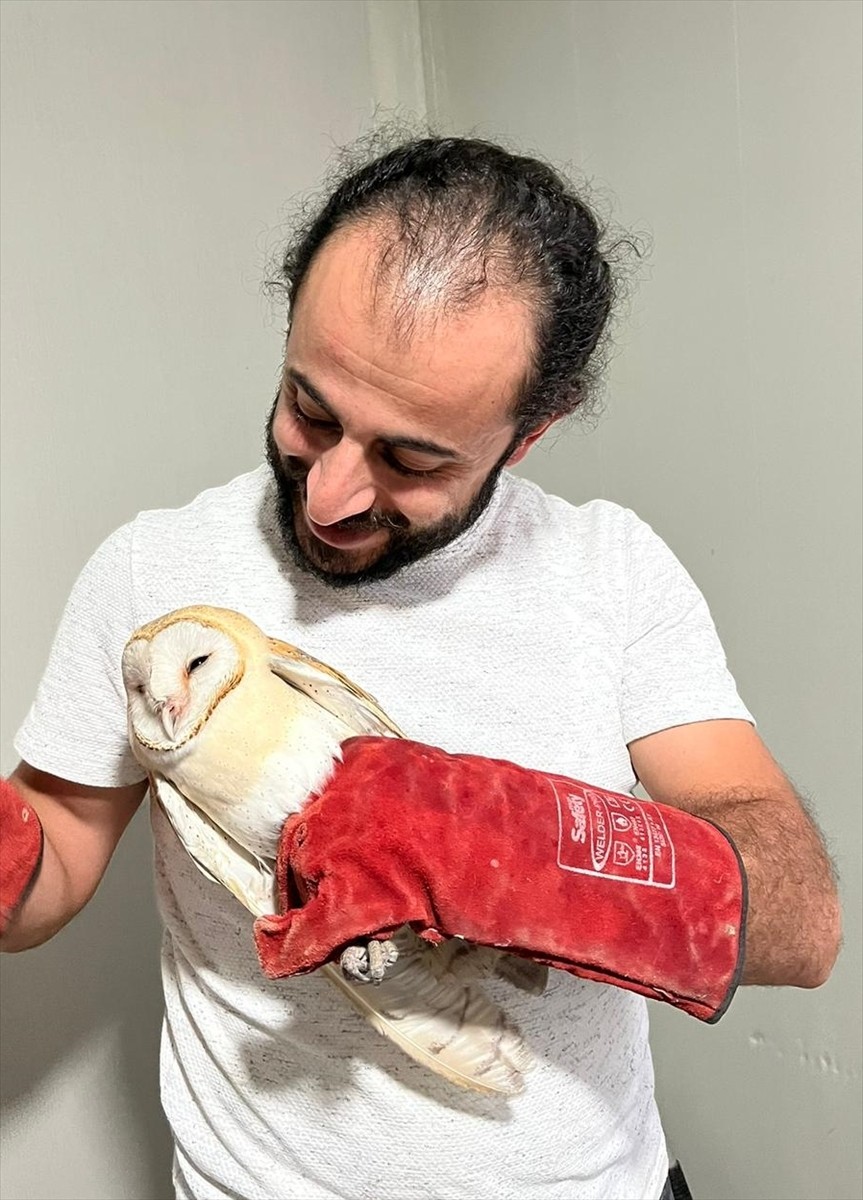 Erzurum'da bitkin halde bulunan peçeli baykuş, Erzurum Doğa Koruma ve Milli Parklar (DKMP)...