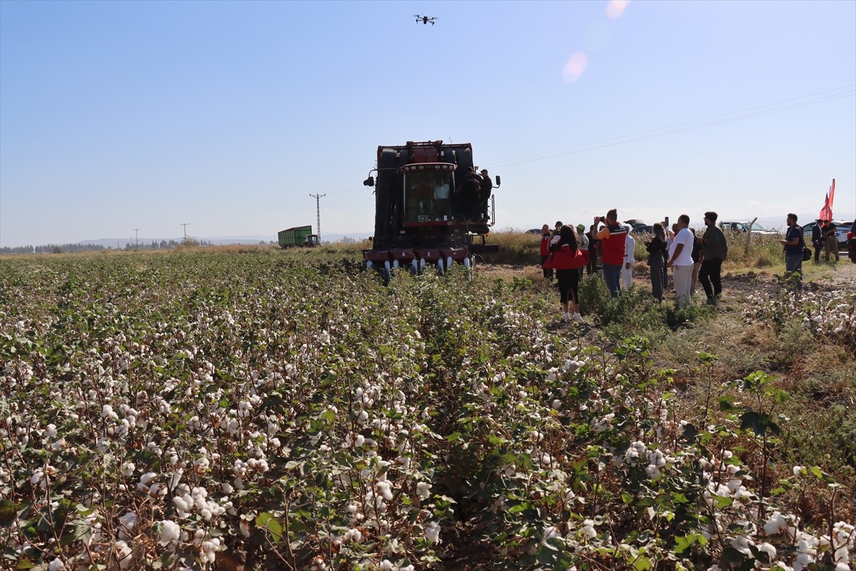 Hatay'da bu yıl 290 bin dekar alanda ekimi yapılan pamukta 140 bin ton civarında rekolte...