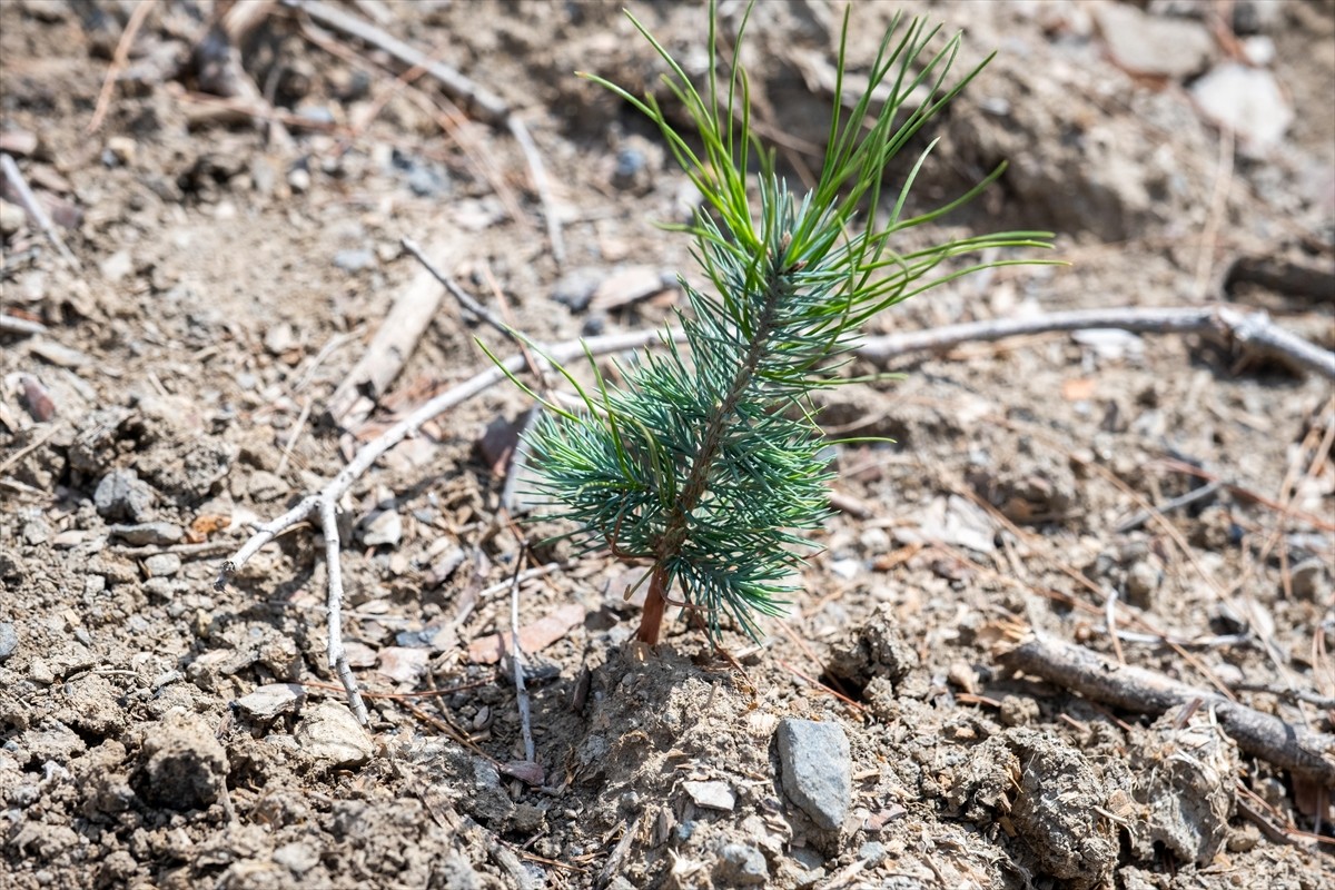 İzmir'in Karşıyaka ilçesinde 15 Ağustos'ta çıkan orman yangınında zarar gören alanda ağaçlandırma...
