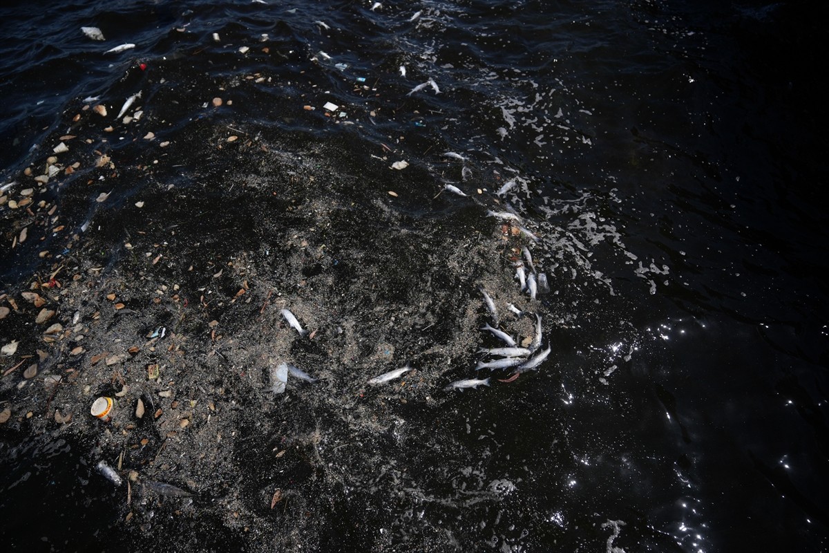 İzmir Körfezi Üçkuyular İskelesi yakınlarında ölü balıklar kıyıya vurmaya devam ediyor. Körfezin...