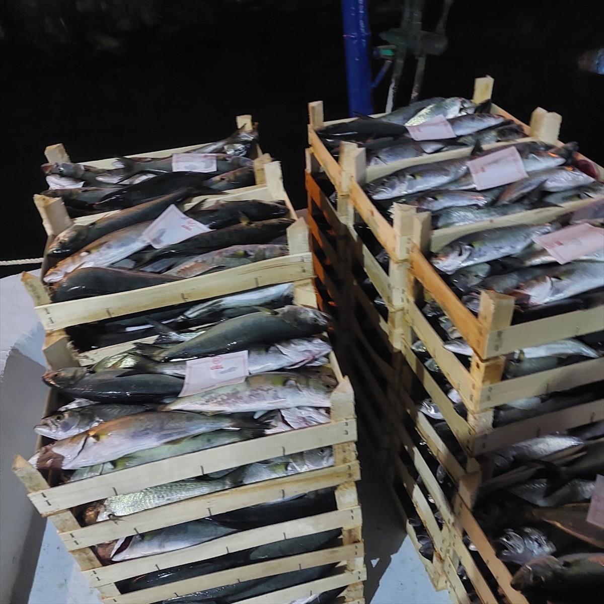 Karadeniz'e sahili bulunan Kırklareli'nin Demirköy ilçesine bağlı İğneada beldesinde avlanan...