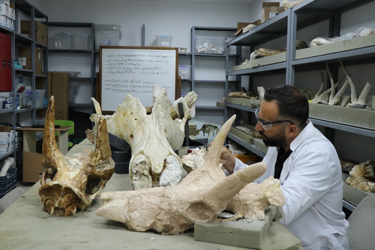 Kayseri'deki fosil kazılarında 7,7 milyon yıllık 3 fil kafatası bulundu. Yamula Barajı civarında...