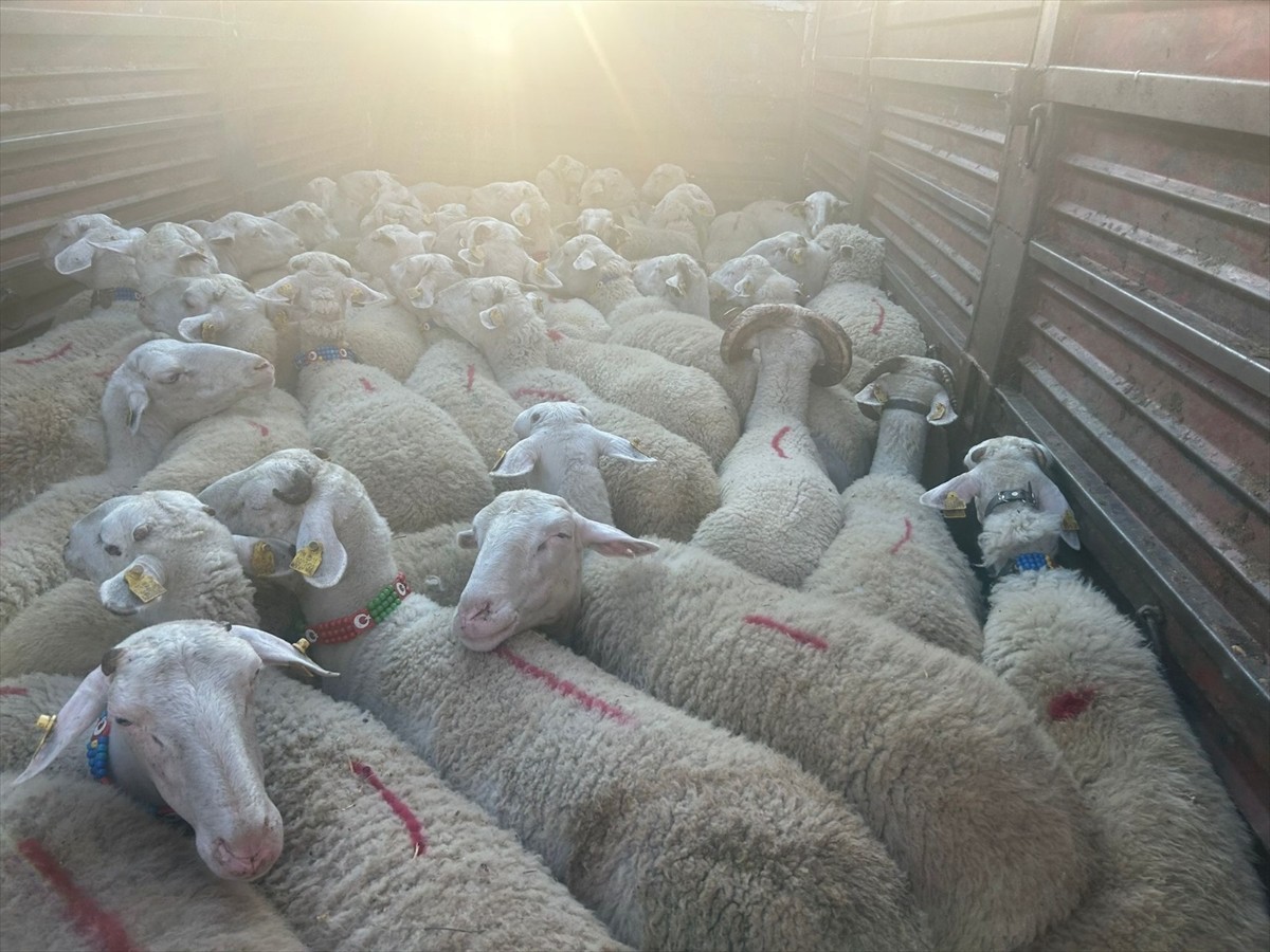 Kırklareli'ne kaçak yollardan 57 küçükbaş hayvan getiren kişiye 105 bin lira ceza uygulandı.