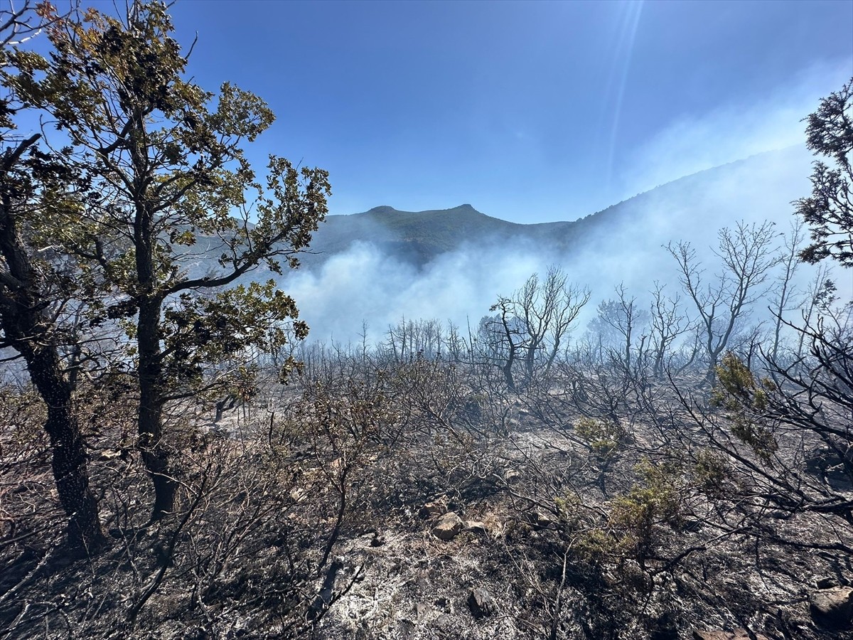 Konya'nın Akşehir ilçesinde ormanlık alanda çıkan yangına itfaiye ekipleri müdahale ediyor.