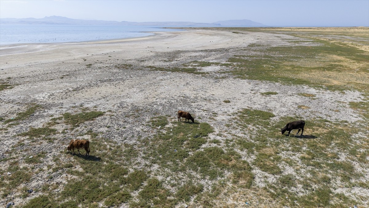 Küresel ısınma ve kuraklık, Kuzey Afrika'dan İran'a uzanan göç sırasında yaz boyunca Van Gölü...